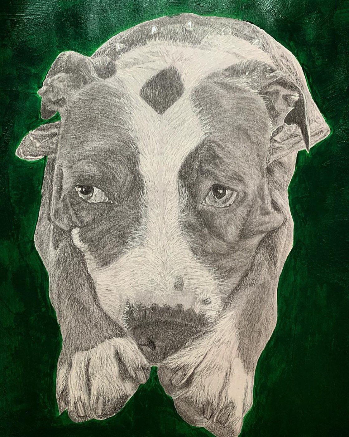Shiloh, a graphite and acrylic portrait of a dog